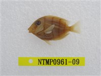 藏品(綠刺尾鯛)的圖片